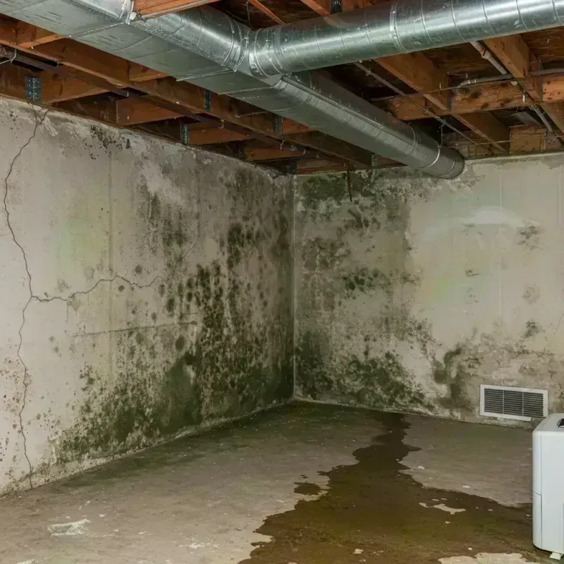 Professional Mold Removal in Ellisville, MO